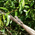 P1000102.JPG