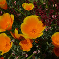 P1000136.JPG