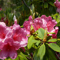 P1000319.JPG