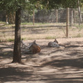 IMGP5752_lzn.jpg