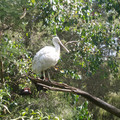 IMGP5765.JPG