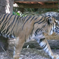 P1000847.JPG